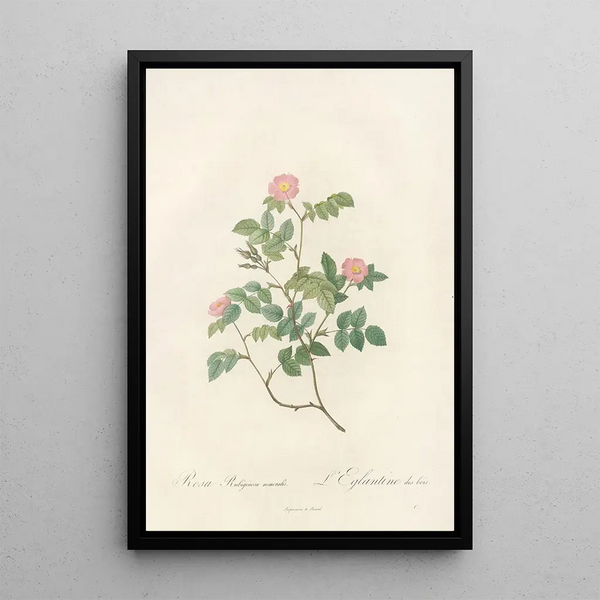 Rosa Rubiginosa Nemoralis - Pierre Joseph Redouté — ingelijst kunstwerk aan de muur