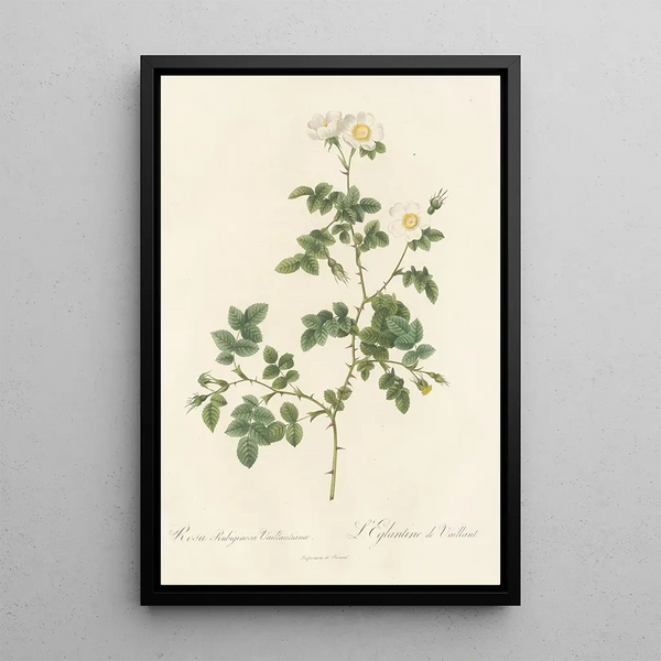 Rosa Rubiginosa Vaillantiana - Pierre Joseph Redouté — ingelijst kunstwerk aan de muur