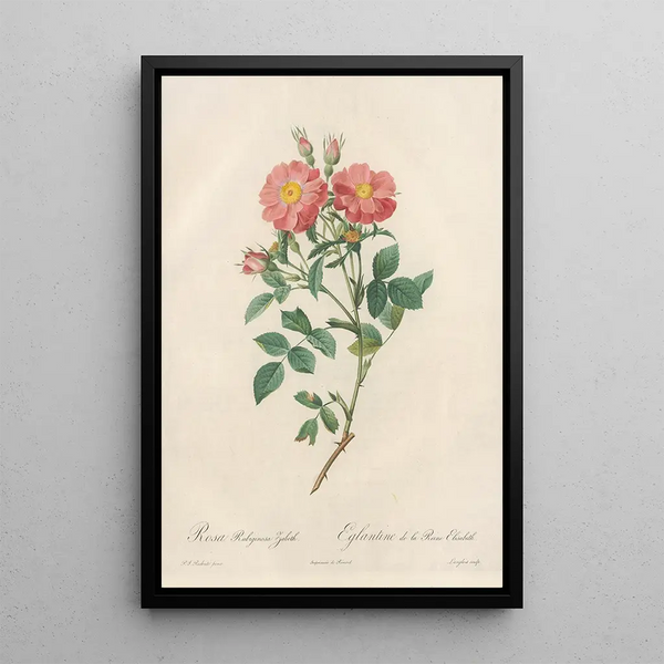 Rosa Rubiginosa Zabeth - Pierre Joseph Redouté — ingelijst kunstwerk aan de muur