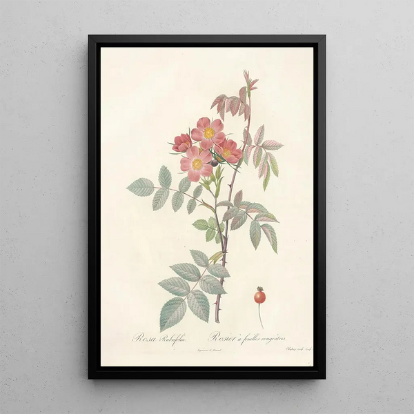 Rosa Rubrifolia - Pierre Joseph Redouté — ingelijst kunstwerk aan de muur