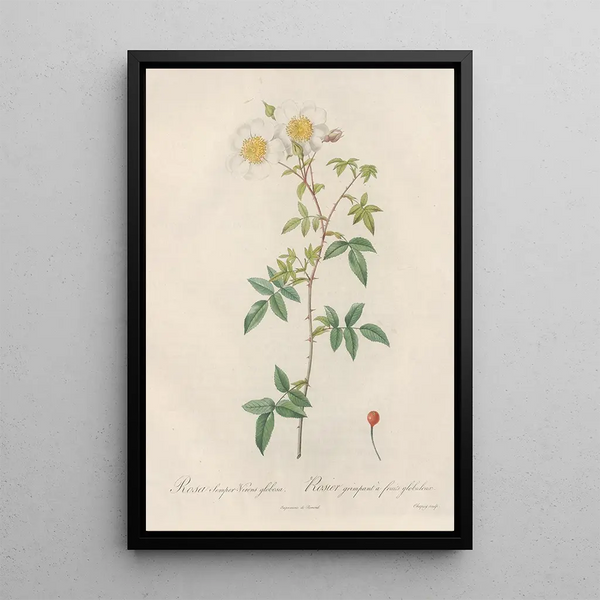 Rosa SemperVirens Globosa - Pierre Joseph Redouté — ingelijst kunstwerk aan de muur