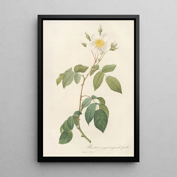 Rosa Sempervirens Latifolia - Pierre Joseph Redouté — ingelijst kunstwerk aan de muur