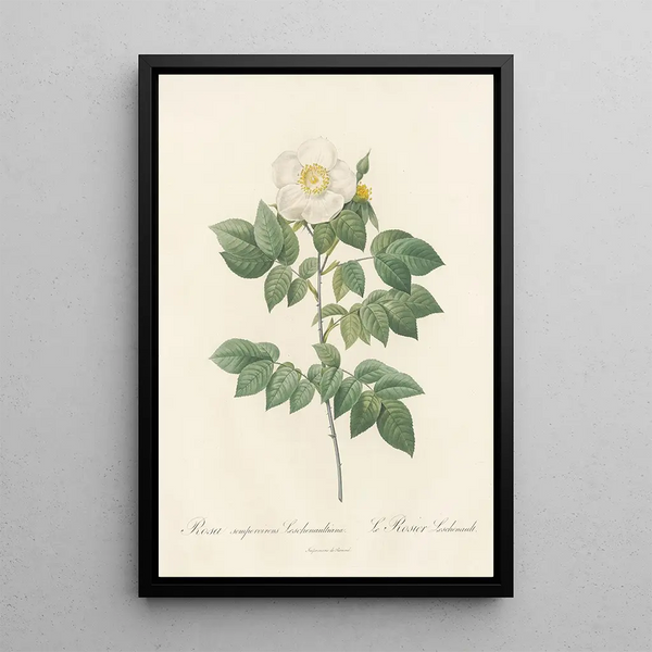 Rosa Sempervirens Leschenaultiana - Pierre Joseph Redouté — ingelijst kunstwerk aan de muur