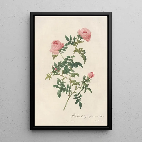 Rosa Sepium Flore Submultiplici - Pierre Joseph Redouté — ingelijst kunstwerk aan de muur