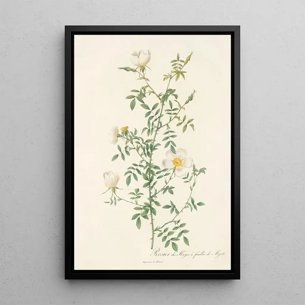 Rosa Sepium Myrti Folia - Pierre Joseph Redouté — ingelijst kunstwerk aan de muur