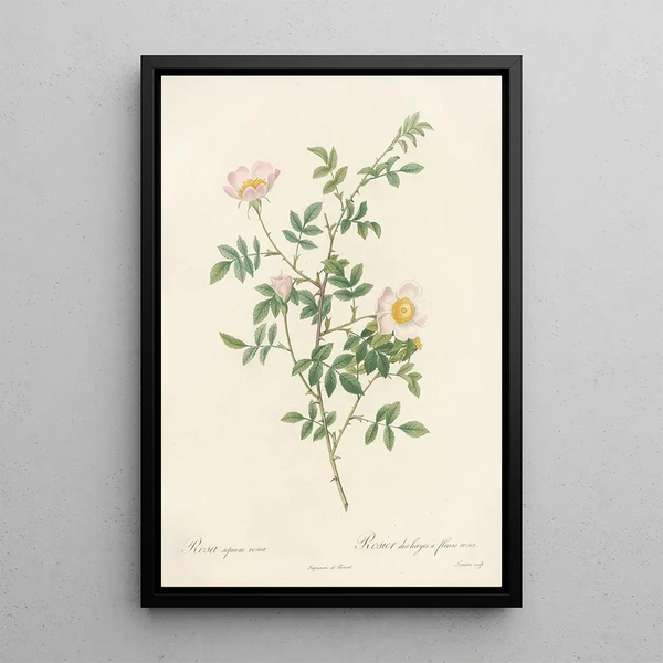 Rosa Sepium Rosea - Pierre Joseph Redouté — ingelijst kunstwerk aan de muur
