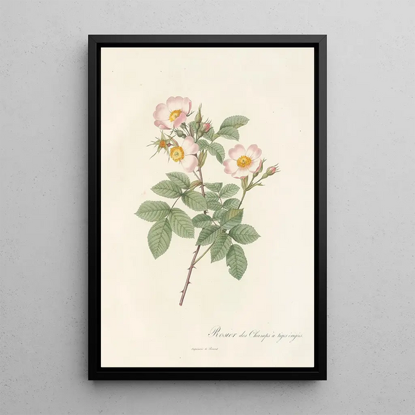 Rosa Stylosa - Pierre Joseph Redouté — ingelijst kunstwerk aan de muur