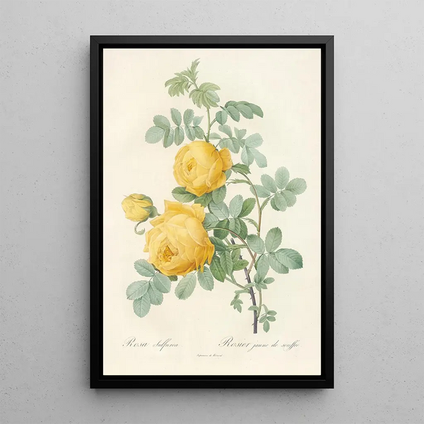Rosa Sulfurea - Pierre Joseph Redouté — ingelijst kunstwerk aan de muur
