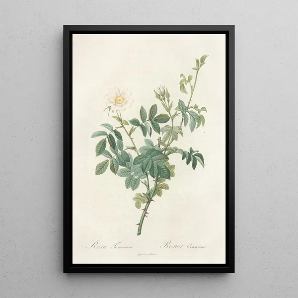 Rosa Tomentosa - Pierre Joseph Redouté — ingelijst kunstwerk aan de muur