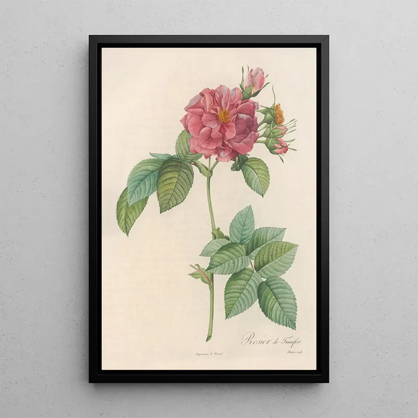 Rosa Turbinata - Pierre Joseph Redouté — ingelijst kunstwerk aan de muur