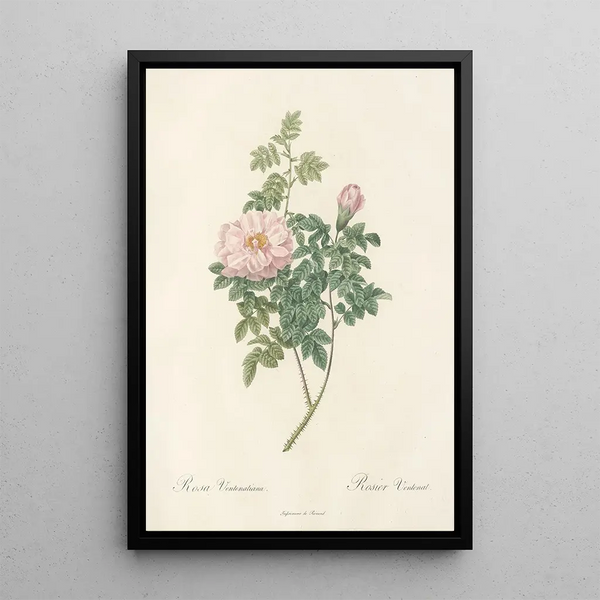 Rosa Ventenatiana - Pierre Joseph Redouté — ingelijst kunstwerk aan de muur