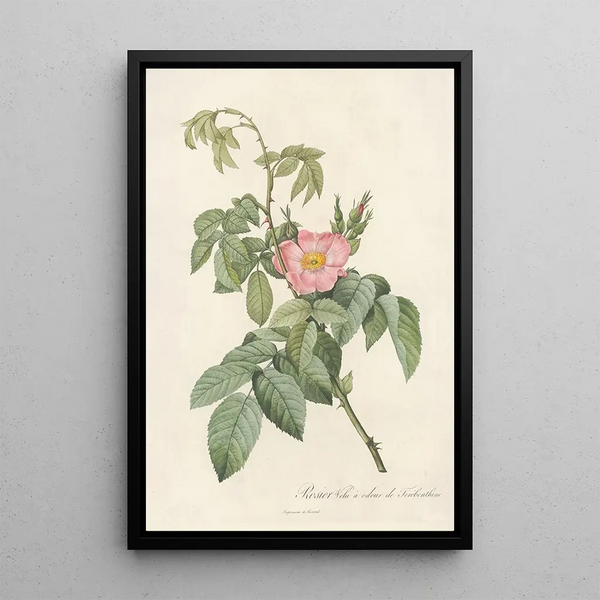 Rosa Villosa Therebenthina - Pierre Joseph Redouté — ingelijst kunstwerk aan de muur