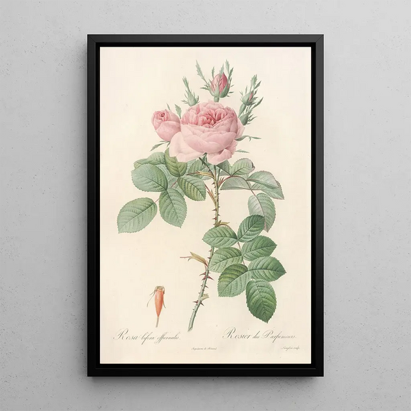 Rosa bifera Officinalis - Pierre Joseph Redouté — ingelijst kunstwerk aan de muur