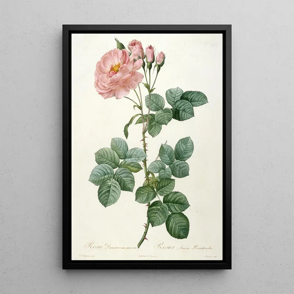 Rosier Aurore Poniatowska de La Couronne Des Roses - Pierre Joseph Redouté — ingelijst kunstwerk aan de muur
