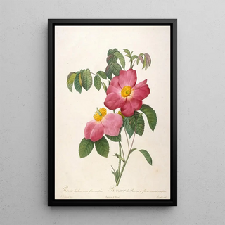 Pierre Joseph Redout - Rosier de Provinsi a fleurs roses et simples from La Couronne Des Roses.webp