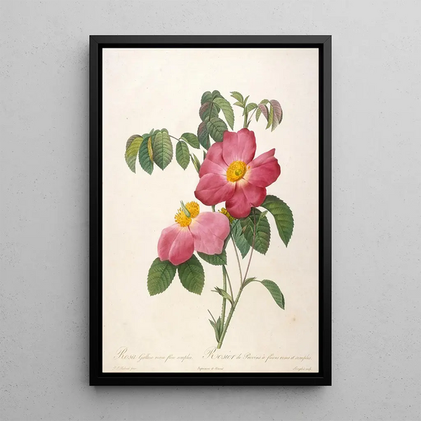 Rosier de Provinsi à fleurs roses et simples de La Couronne Des Roses - Pierre Joseph Redouté — ingelijst kunstwerk aan de muur