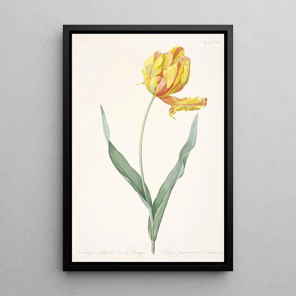 Tulipa gesneriana var dracontia Tulipe perroquet - Pierre Joseph Redouté — ingelijst kunstwerk aan de muur