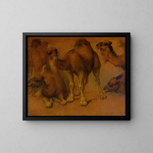 Dromedaries and Dromedary Heads - Pieter Boel — framed artwork on a wall