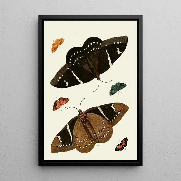 Les papillons exotiques des trois continents Asie Afrique et Amérique pl01 - Pieter Cramer — framed artwork on a wall
