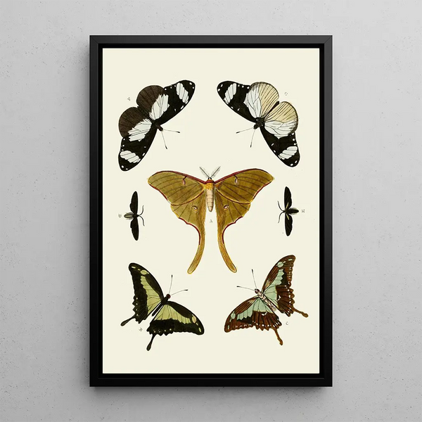 Les papillons exotiques des trois continents Asie Afrique et Amérique pl02 - Pieter Cramer — framed artwork on a wall