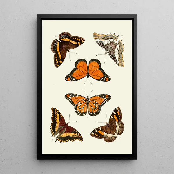 The exotic butterflies of the three continents Asia Africa and America pl03 - Pieter Cramer — framed artwork on a wall