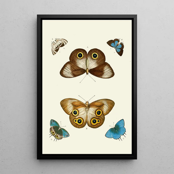 The exotic butterflies of the three continents Asia Africa and America pl06 - Pieter Cramer — framed artwork on a wall