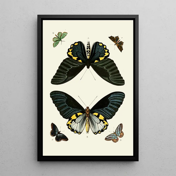 The exotic butterflies of the three continents Asia Africa and America pl10 - Pieter Cramer — framed artwork on a wall