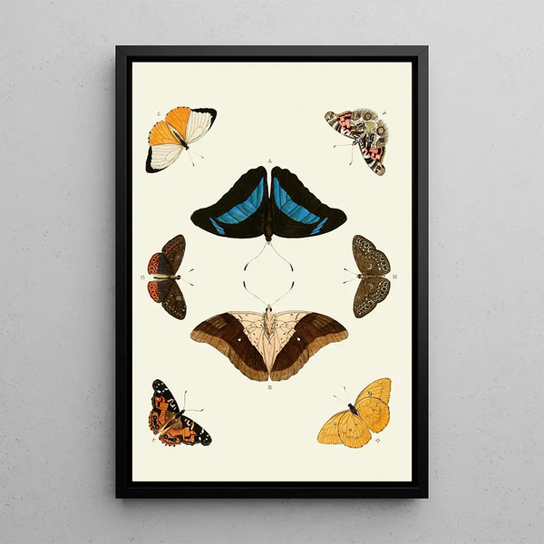 Les papillons exotiques des trois continents Asie Afrique et Amérique pl12 - Pieter Cramer — framed artwork on a wall