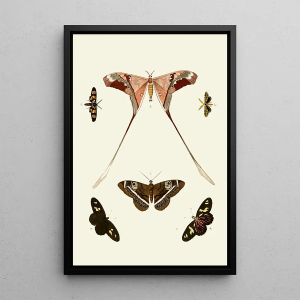 The exotic butterflies of the three continents Asia Africa and America pl13 - Pieter Cramer — framed artwork on a wall