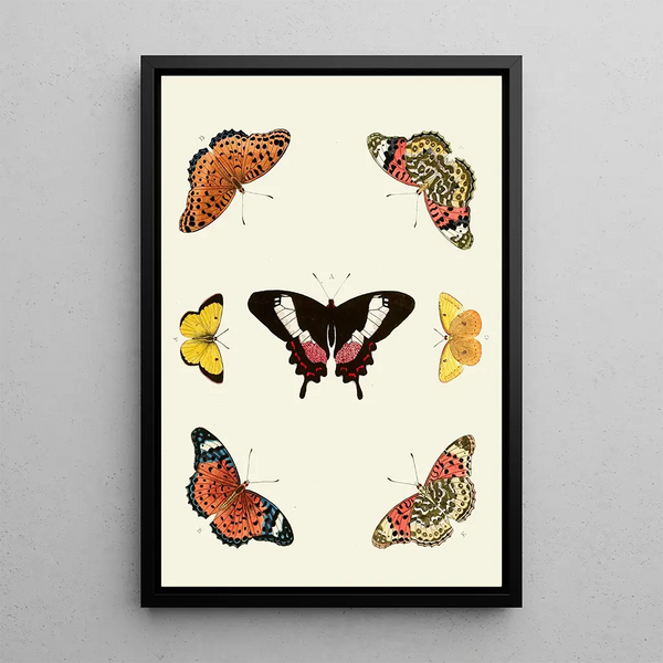 The exotic butterflies of the three continents Asia Africa and America pl14 - Pieter Cramer — framed artwork on a wall
