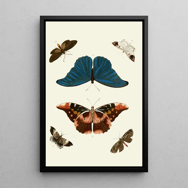The exotic butterflies of the three continents Asia Africa and America pl15 - Pieter Cramer — framed artwork on a wall