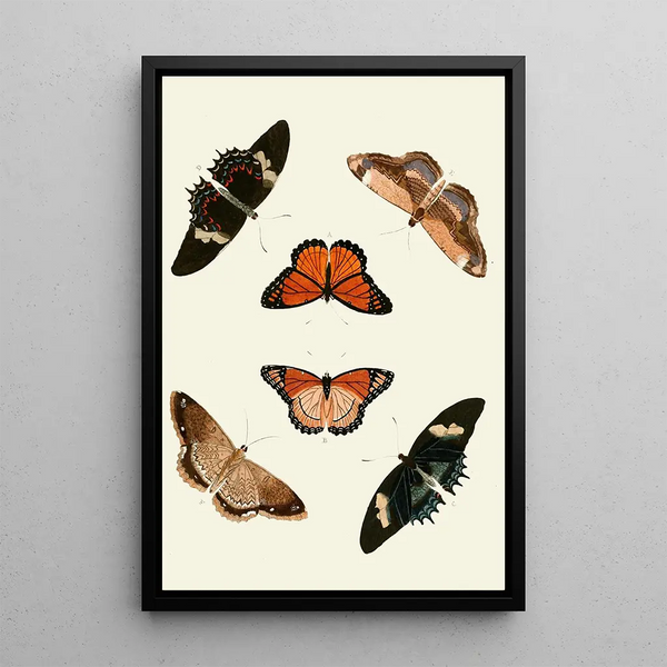 The exotic butterflies of the three continents Asia Africa and America pl16 - Pieter Cramer — framed artwork on a wall
