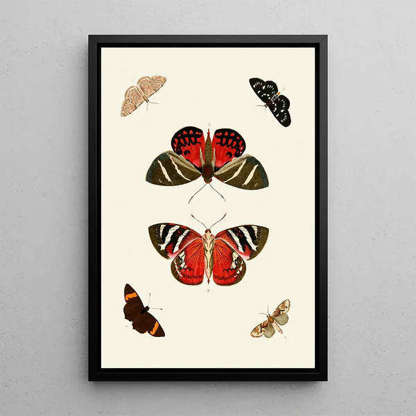 The exotic butterflies of the three continents Asia Africa and America pl18 - Pieter Cramer — framed artwork on a wall
