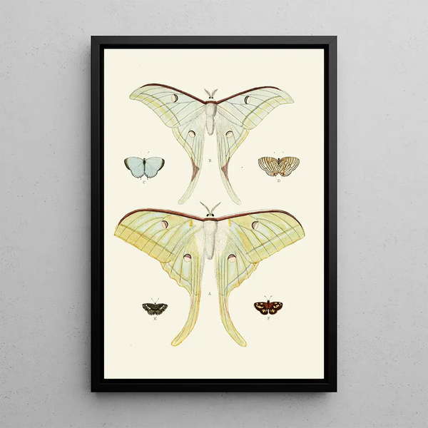 The exotic butterflies of the three continents Asia Africa and America pl31 - Pieter Cramer — framed artwork on a wall