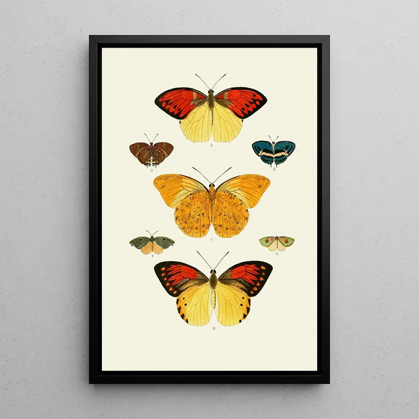 The exotic butterflies of the three continents Asia Africa and America pl36 - Pieter Cramer — framed artwork on a wall