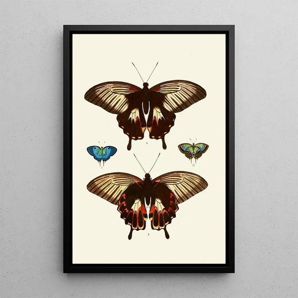 The exotic butterflies of the three continents Asia Africa and America pl40 - Pieter Cramer — framed artwork on a wall