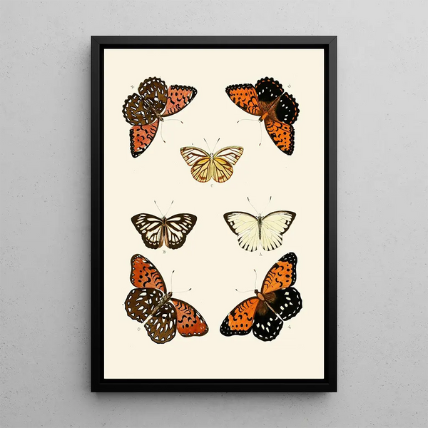 the Exotic Butterflies of the Three Continents Asia Africa and America pl44 - Pieter Cramer — framed artwork on a wall
