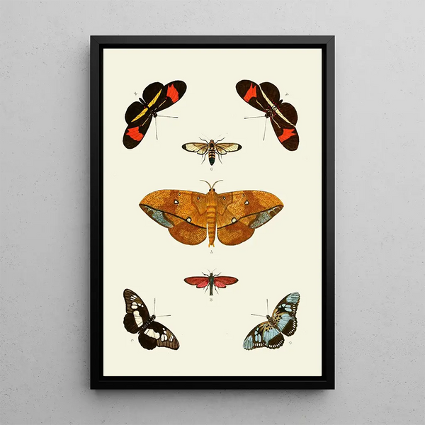 The exotic butterflies of the three continents Asia Africa and America pl45 - Pieter Cramer — framed artwork on a wall