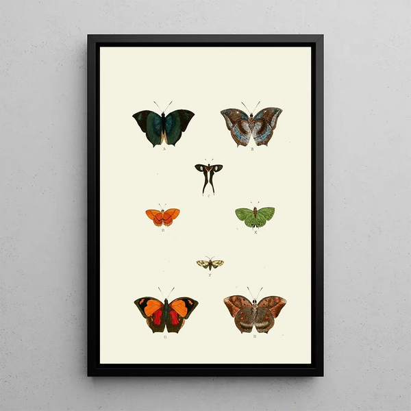 The exotic butterflies of the three continents Asia Africa and America pl48 - Pieter Cramer — framed artwork on a wall
