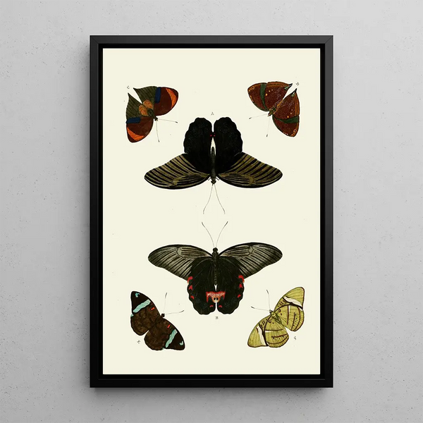 The exotic butterflies of the three continents Asia Africa and America pl49 - Pieter Cramer — framed artwork on a wall