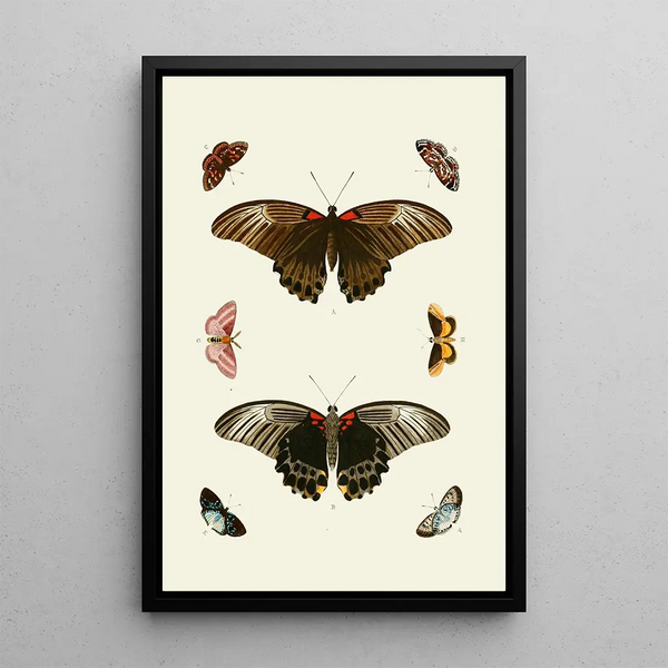 The exotic butterflies of the three continents Asia Africa and America pl50 - Pieter Cramer — framed artwork on a wall