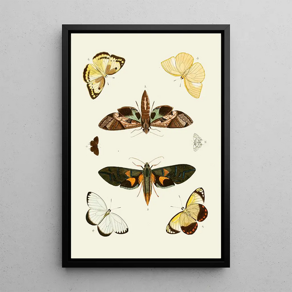 The exotic butterflies of the three continents Asia Africa and America pl55 - Pieter Cramer — framed artwork on a wall