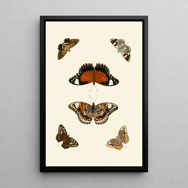 The exotic butterflies of the three continents Asia Africa and America p.62 - Pieter Cramer — framed artwork on a wall