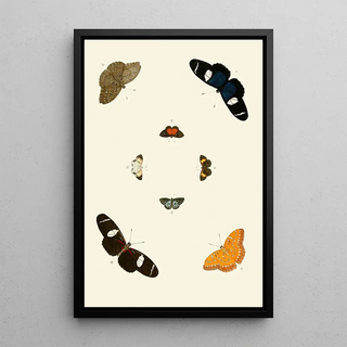 Pieter Cramer - De uitlandsche kapellen voorkomende in de drie waerelddeelen Asia Africa en America pl66.webp