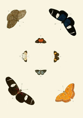 Pieter Cramer - De uitlandsche kapellen voorkomende in de drie waerelddeelen Asia Africa en America pl66.webp