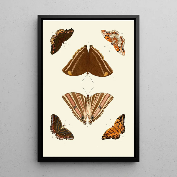 De exotische vlinders van de drie continenten Azië Afrika en Amerika pl69 - Pieter Cramer — ingelijst kunstwerk aan de muur