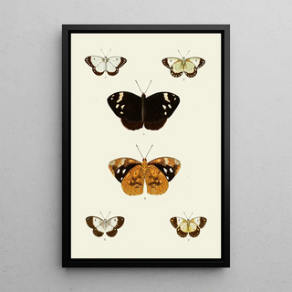 Pieter Cramer - De uitlandsche kapellen voorkomende in de drie waerelddeelen Asia Africa en America pl95.webp