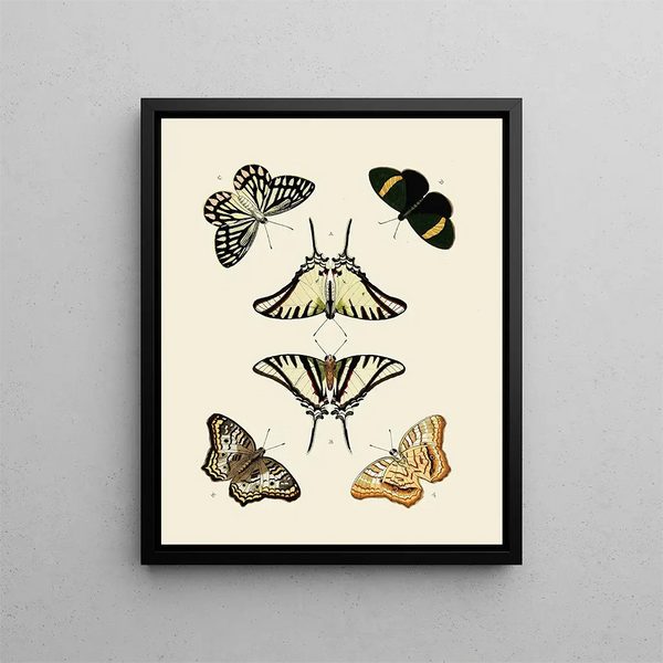 Pieter Cramer - Foreign butterflies occurring in the three continents Asia Africa and America Pl010.webp