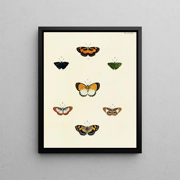 Pieter Cramer - Foreign butterflies occurring in the three continents Asia Africa and America Pl021.webp