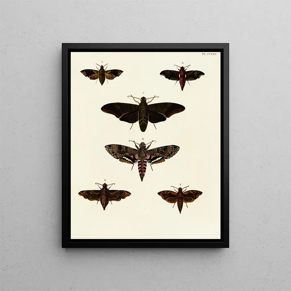 Pieter Cramer - Foreign butterflies occurring in the three continents Asia Africa and America Pl032.webp